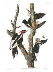 Ivory-billed Woodpecker